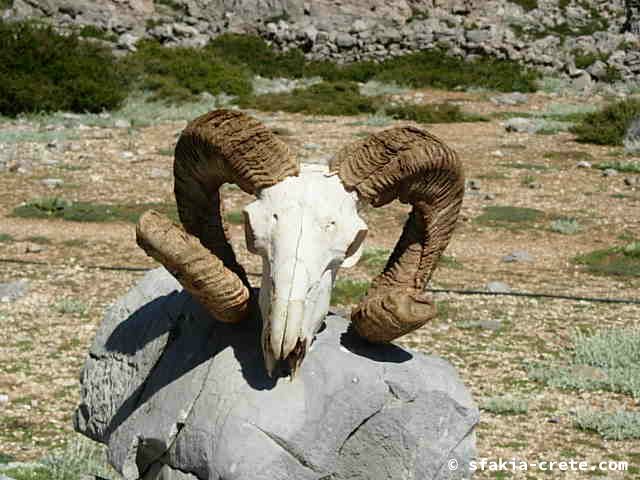 Photo report of two mountain walks in Sfakia, Crete, June 2008